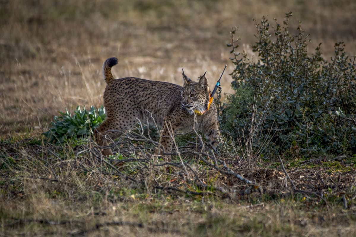 Suelta de linces en Polán (Toledo). Foto: EFE/Ismael Herrero.