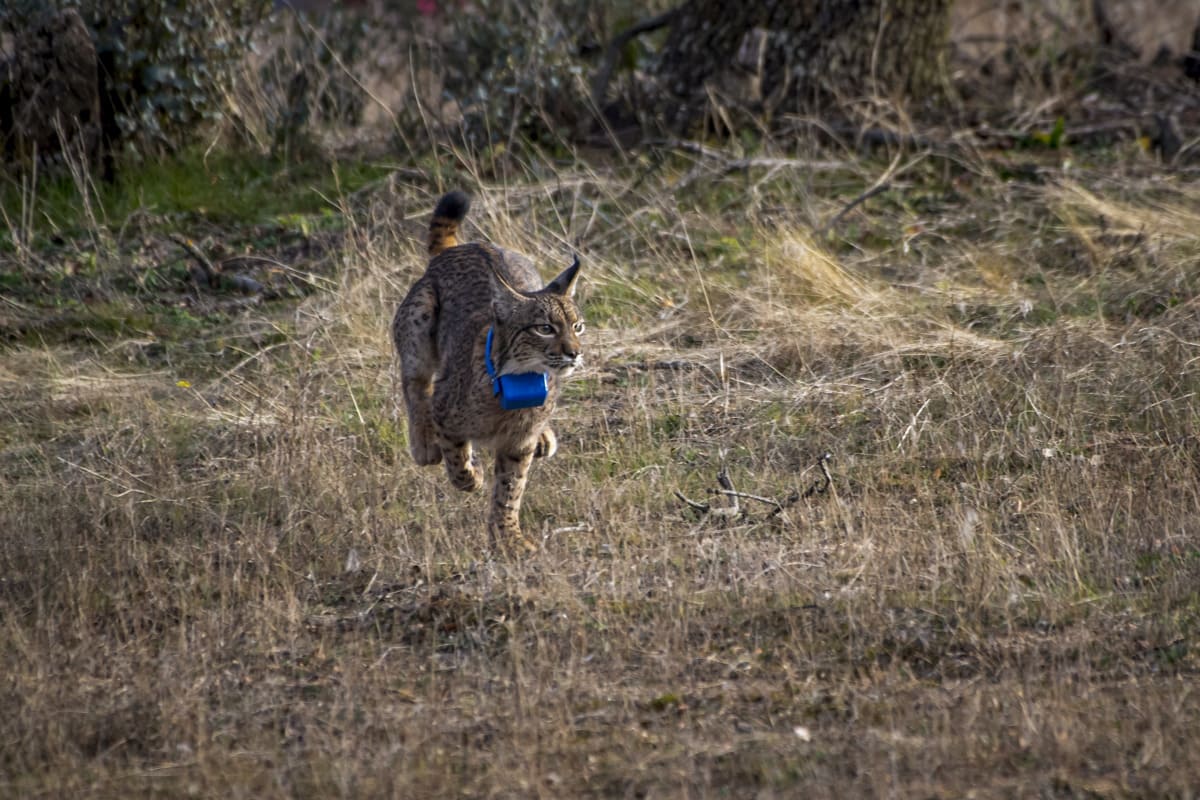 Suelta de linces en Polán (Toledo). Foto: EFE/Ismael Herrero.