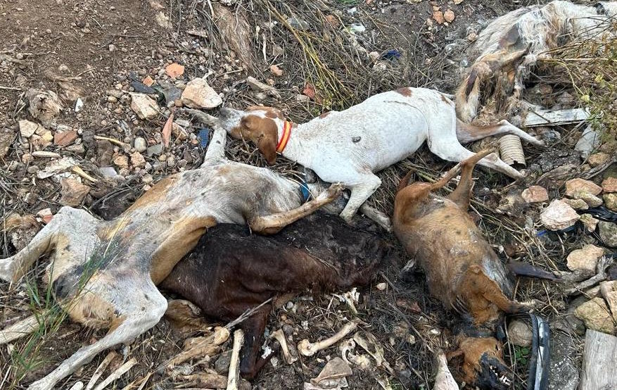 Algunos de los animales encontrados muertos en una fosa de Hellín.