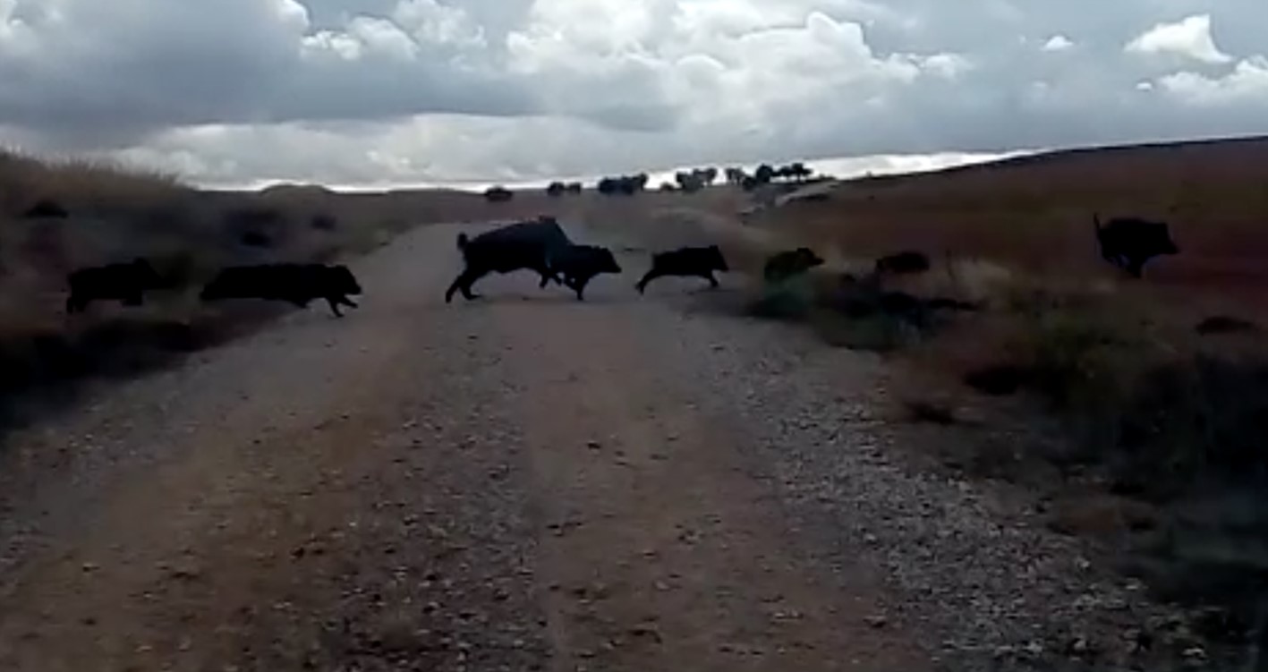 Un grupo de jabalíes cruzando por un camino rural en la provincia de Toledo.