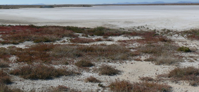 Laguna de Tirez, cerca de Villacañas (Toledo).