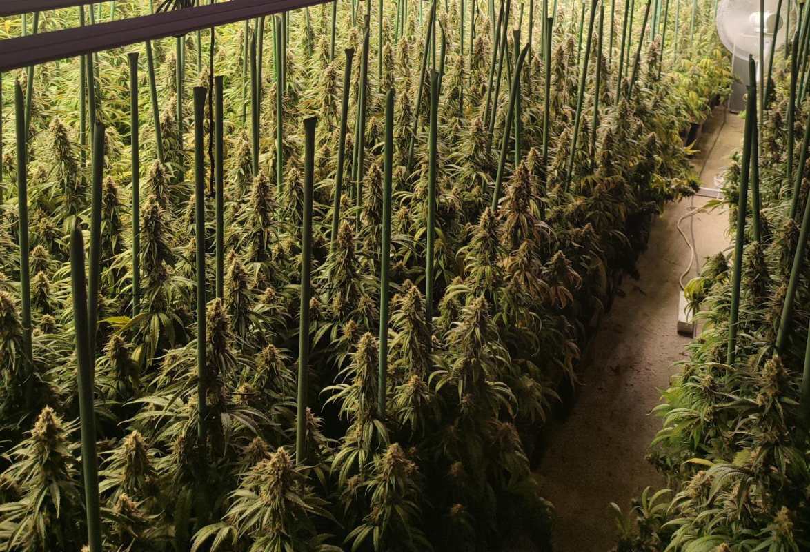 Una de las plantaciones de marihuana halladas en Hormigos (Toledo).