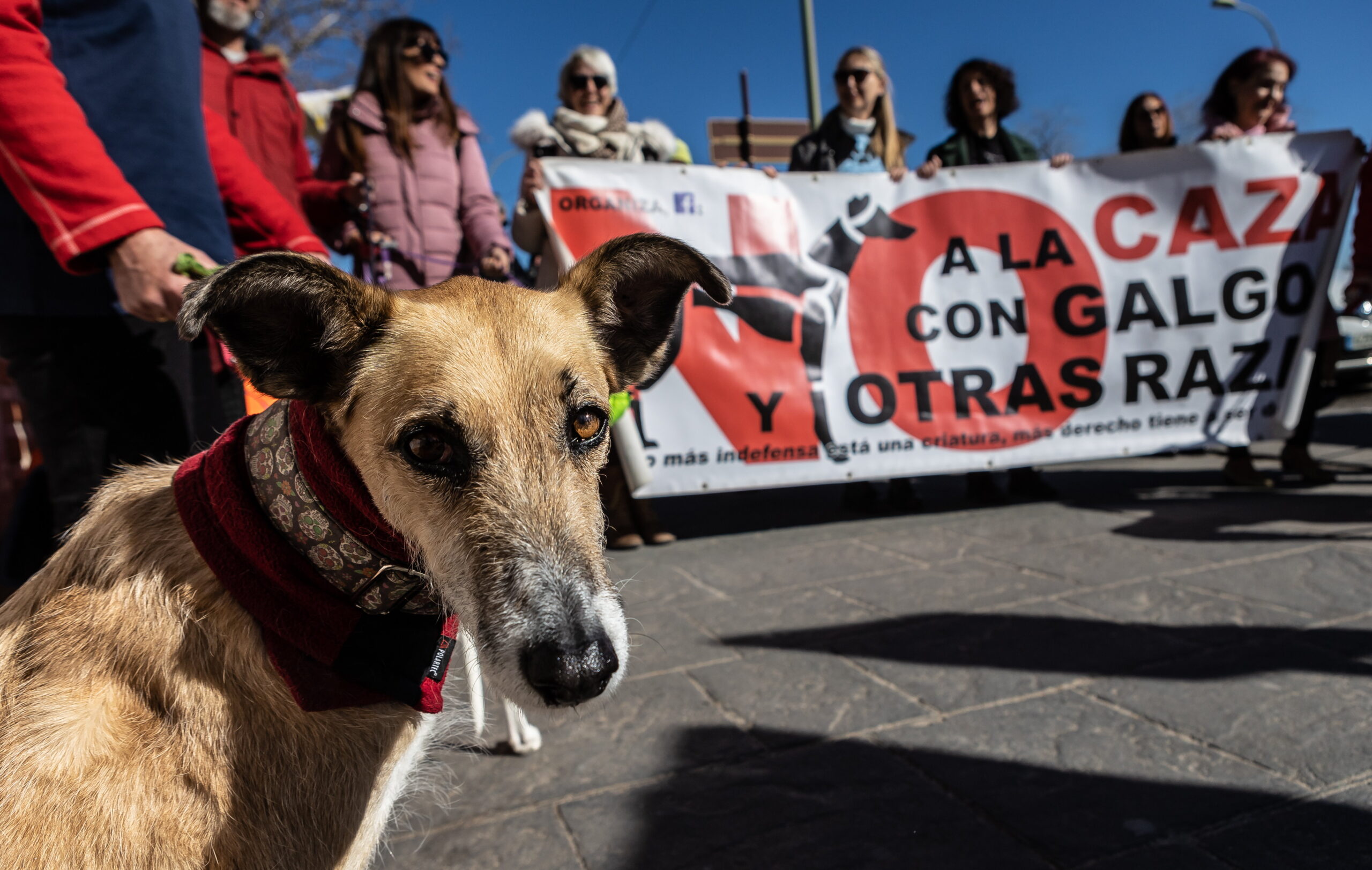 Imagen de la concentración en Toledo contra el maltrato a los perros de caza. Foto: EFE/Ángeles Visdómine.