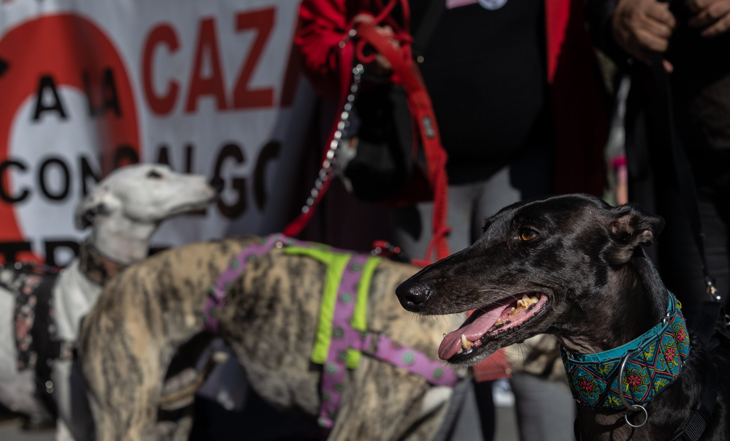 Imagen de la concentración en Toledo contra el maltrato a los perros de caza. Foto: EFE/Ángeles Visdómine.