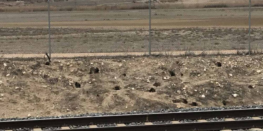 El conejo australiano está asolando los campos de CLM.