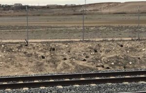 El conejo australiano está asolando los campos de CLM.