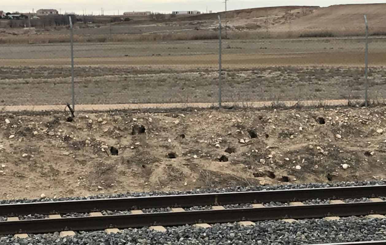 El conejo australiano está asolando los campos de CLM.