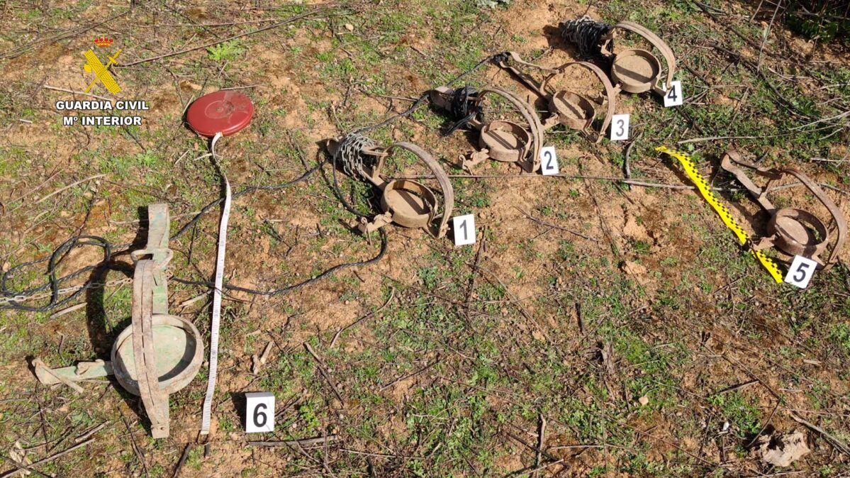 Cepos de caza ilegales encontrados en el terreno agrícola