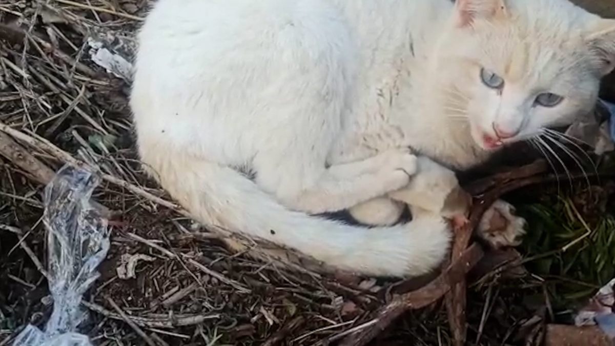 Gato atrapado en un cepo ilegal en Iriépal (Guadalajara)