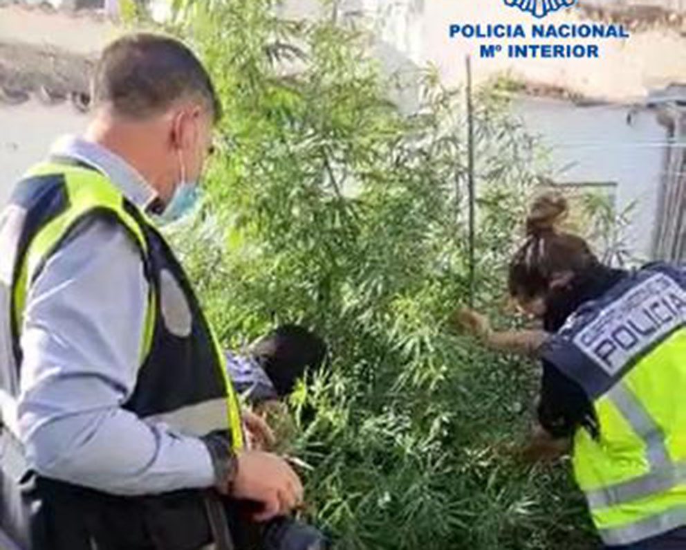 Parte de la droga intervenida.