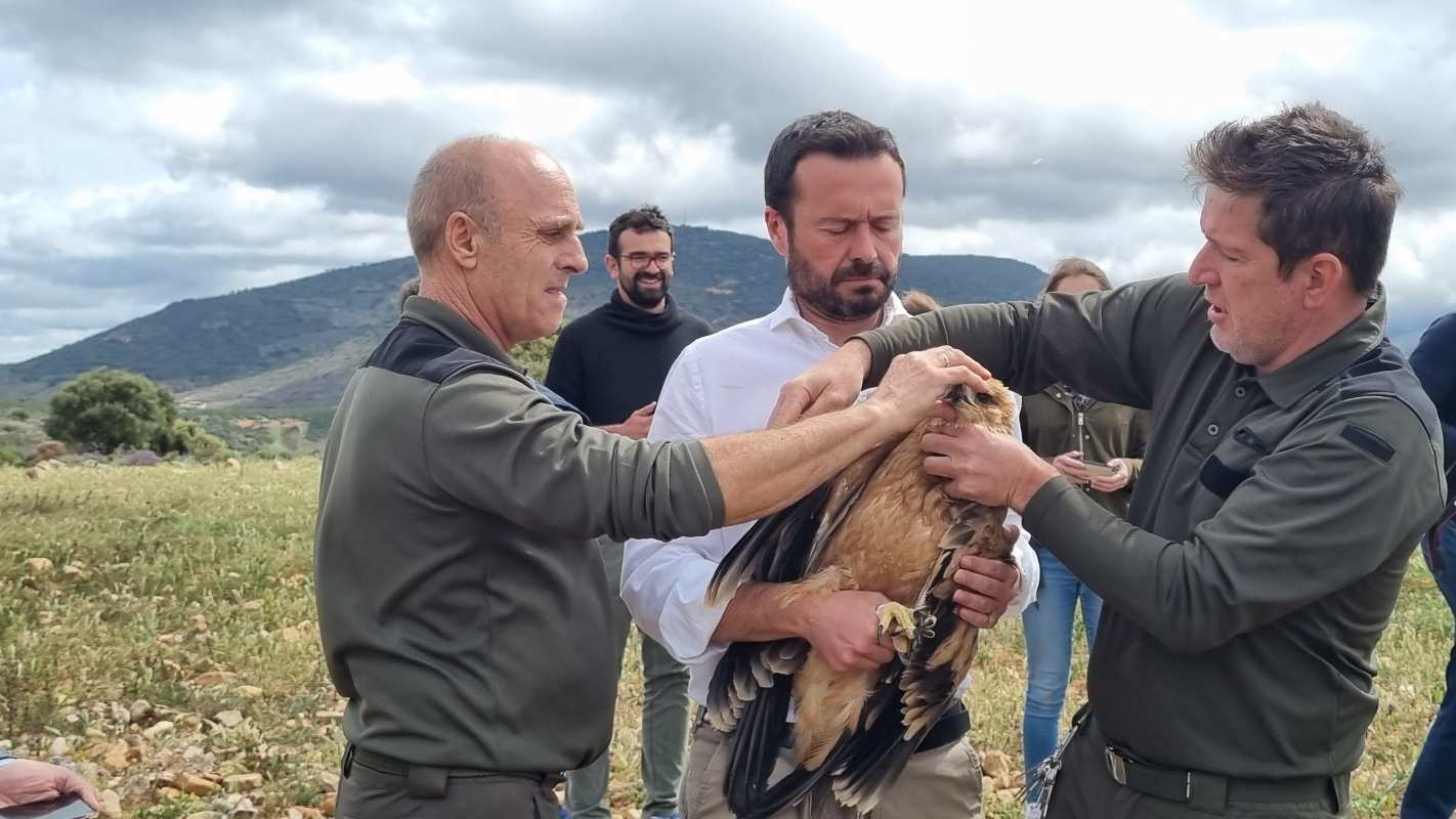 Toledo es la provincia clave de CLM en la recuperación del águila imperial ibérica.