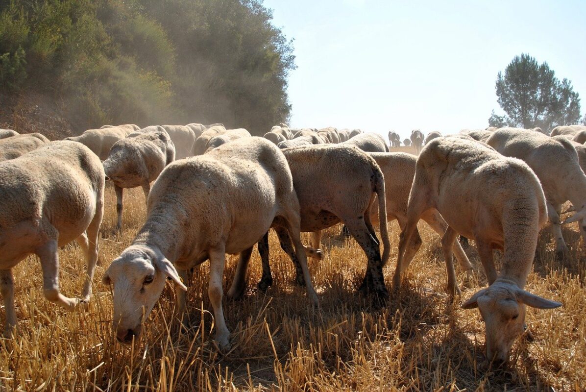 Imagen de ganado ovino.