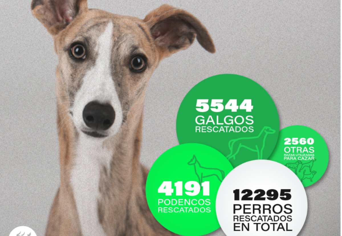 Pacma denuncia que en 2022 se abandonaron 1480 perros de caza.