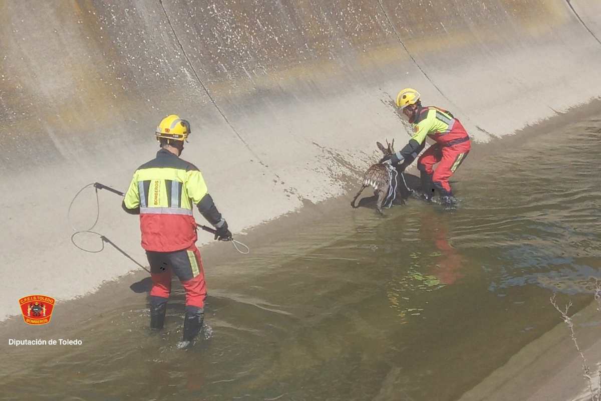 Rescate animal por los bomberos del Consorcio de Toledo. Foto: Diputación de Toledo.