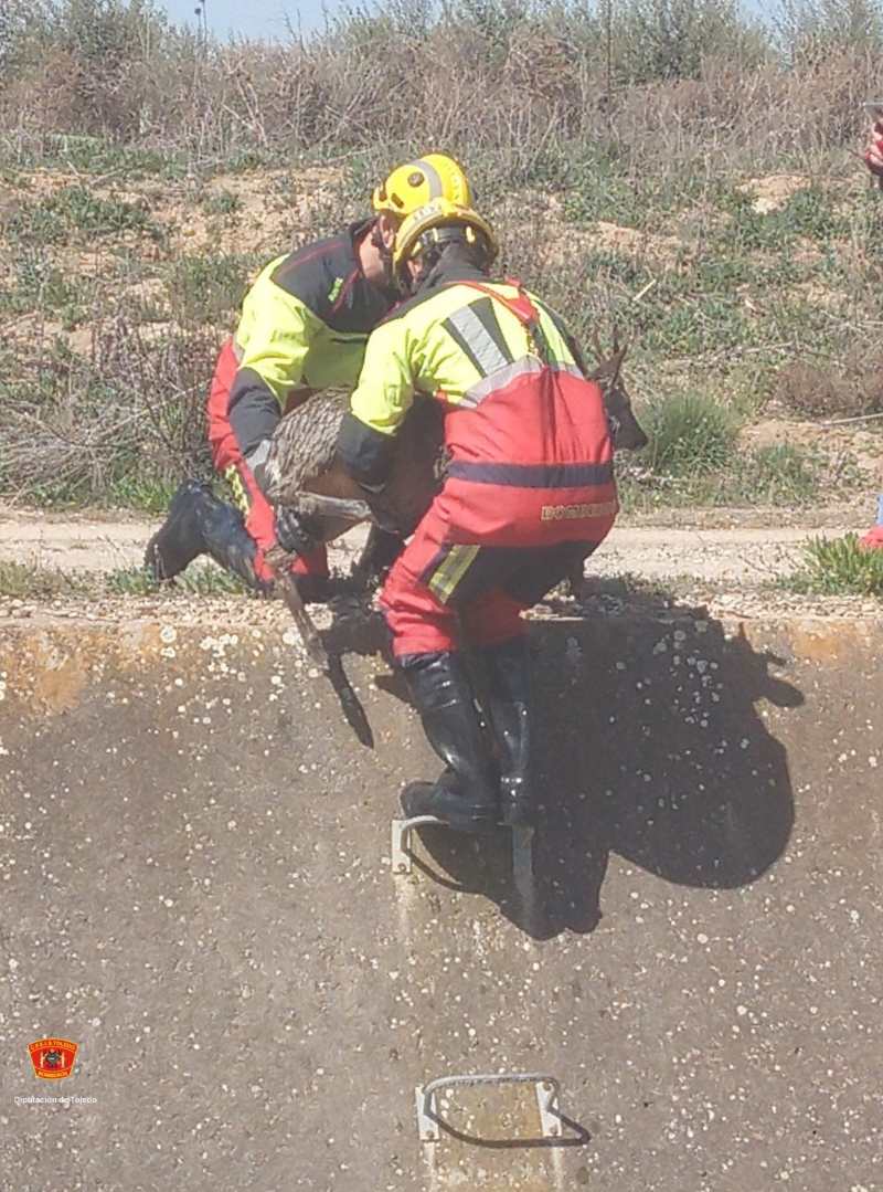 El corzo estaba atrapado en el canal. Foto: Diputación de Toledo.