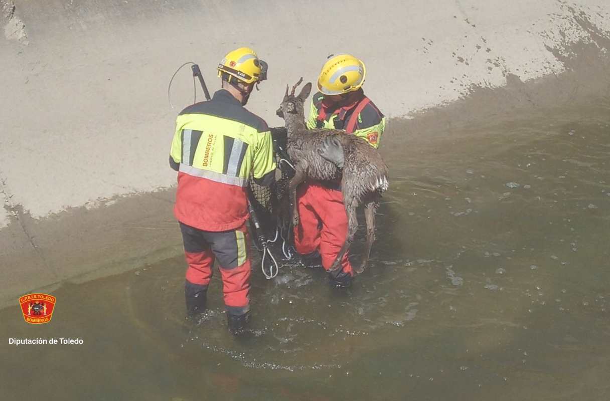 Momento del rescate del corzo por los bomberos. Foto: Diputación de Toledo.