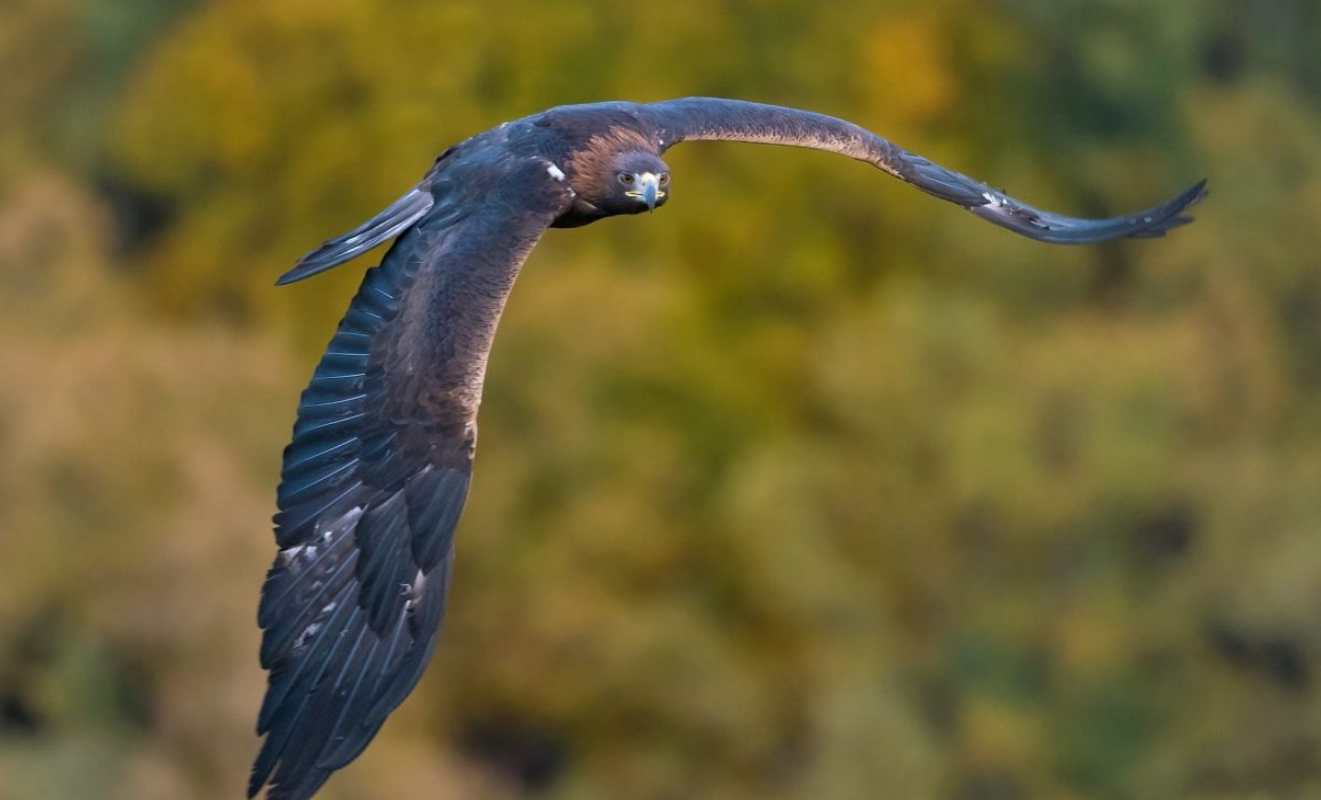 Imagen de la película "Iberia, naturaleza infinita".