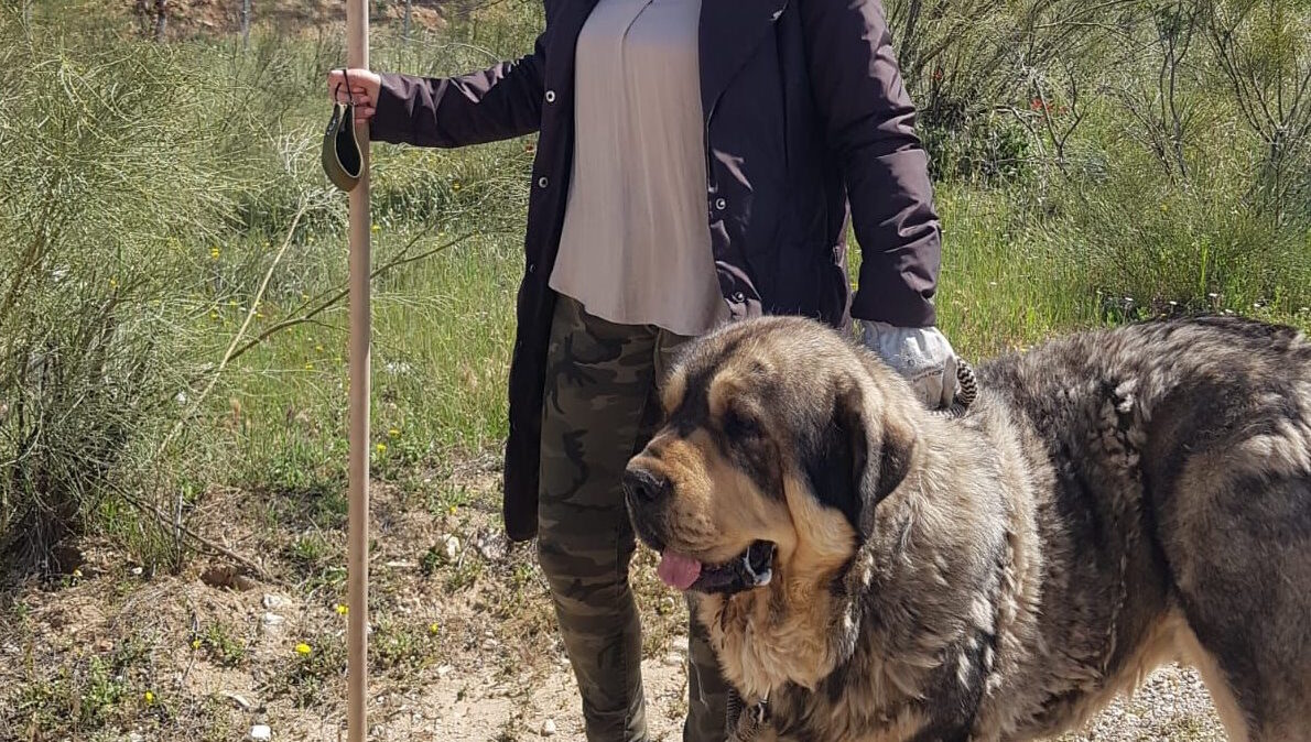 "De paseo por el cerro de los Palos, en Toledo, con Ion, mi mastín que, desgraciadamente, ya no está con nosotros. Le recordamos todos los días, un animal precioso, leal y excelente guardián".