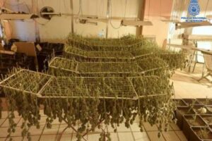 Plantación de marihuana en Puertollano.