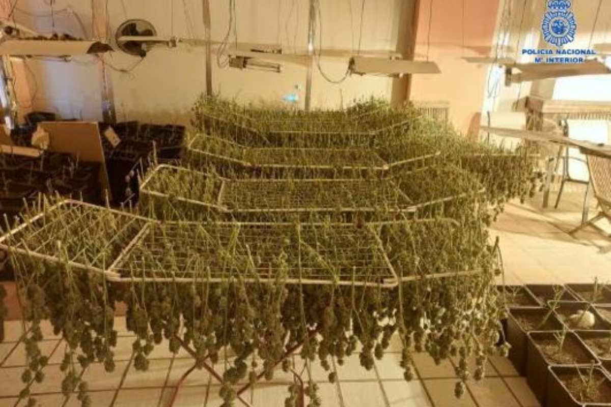 Plantación de marihuana en Puertollano.