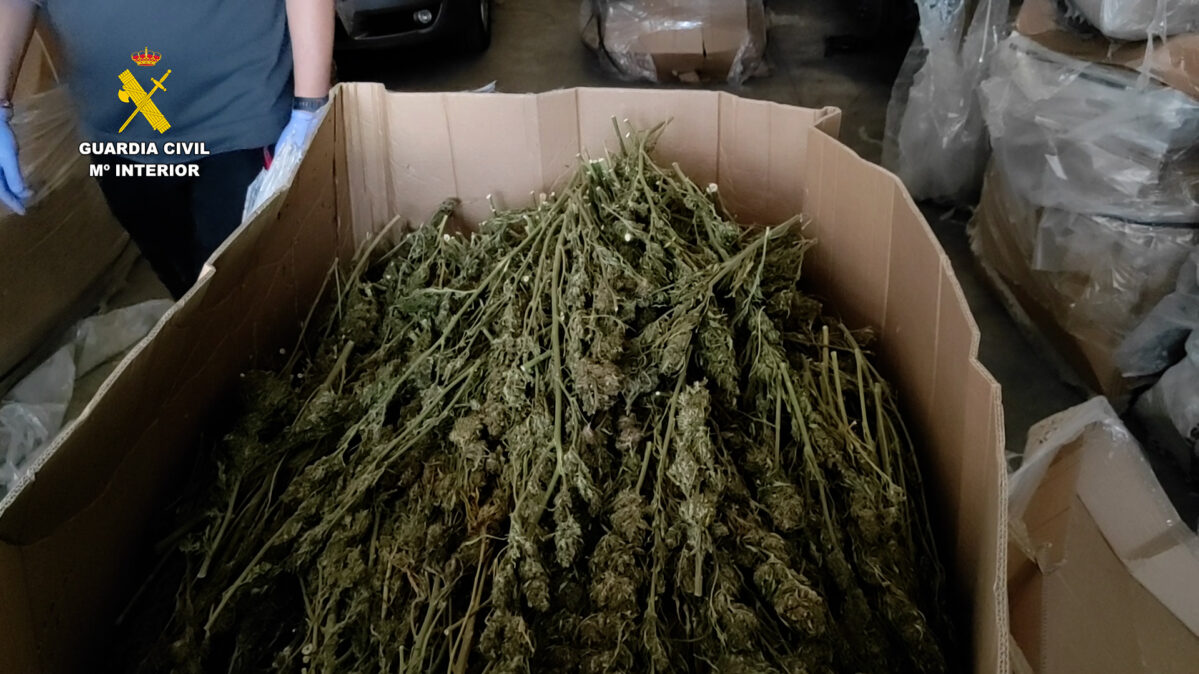 Marihuana almacenada en cajas. Operación Talavero en Guadalajara