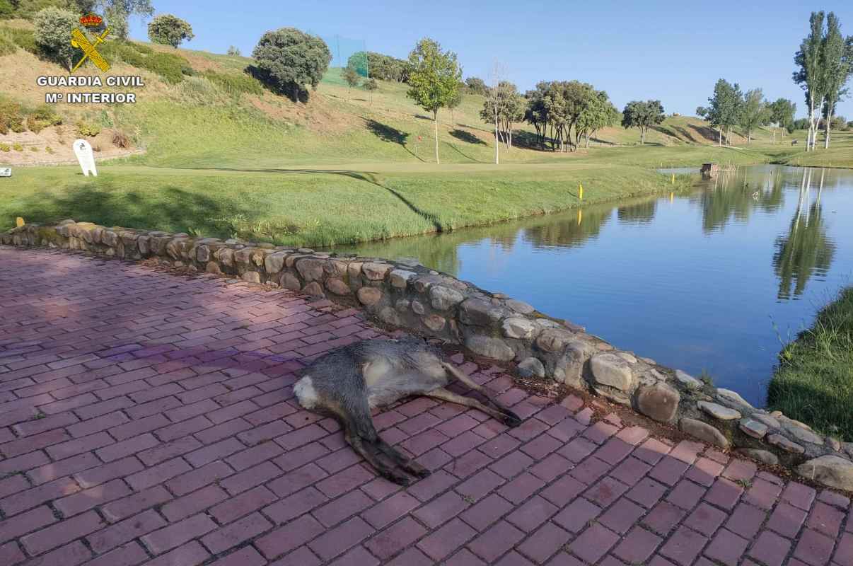 El ciervo abatido en un campo de golf de Cabanillas del Campo.