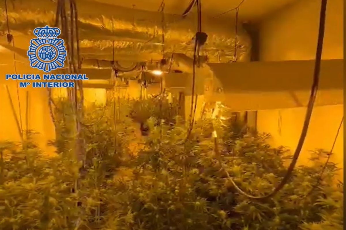 Parte de la marihuana descubierta en la vivienda de San Román de los Montes.