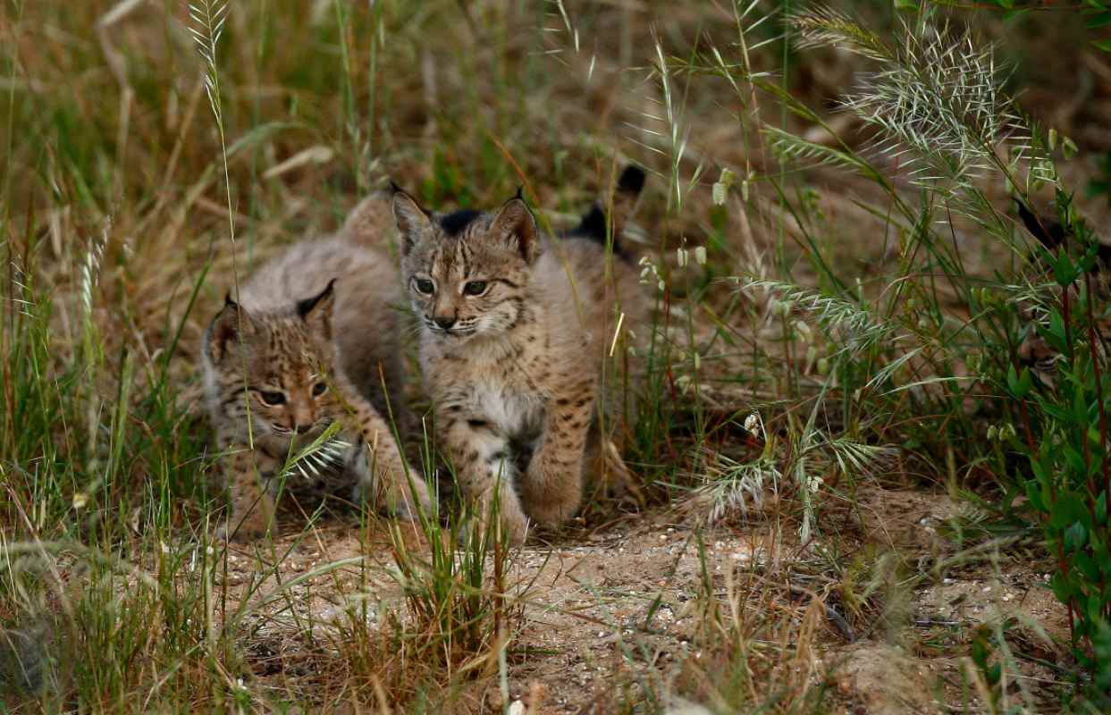 Crías de lince ibérico.