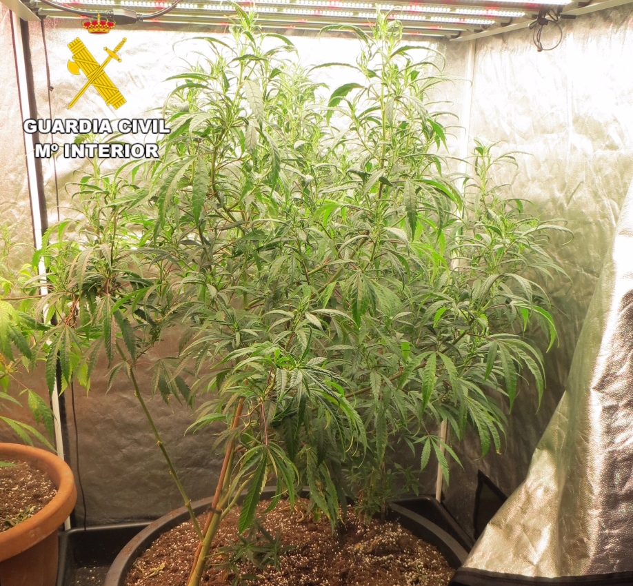 Detenido un varón de 41 años por cultivar y vender marihuana en La Gineta. - GUARDIA CIVIL