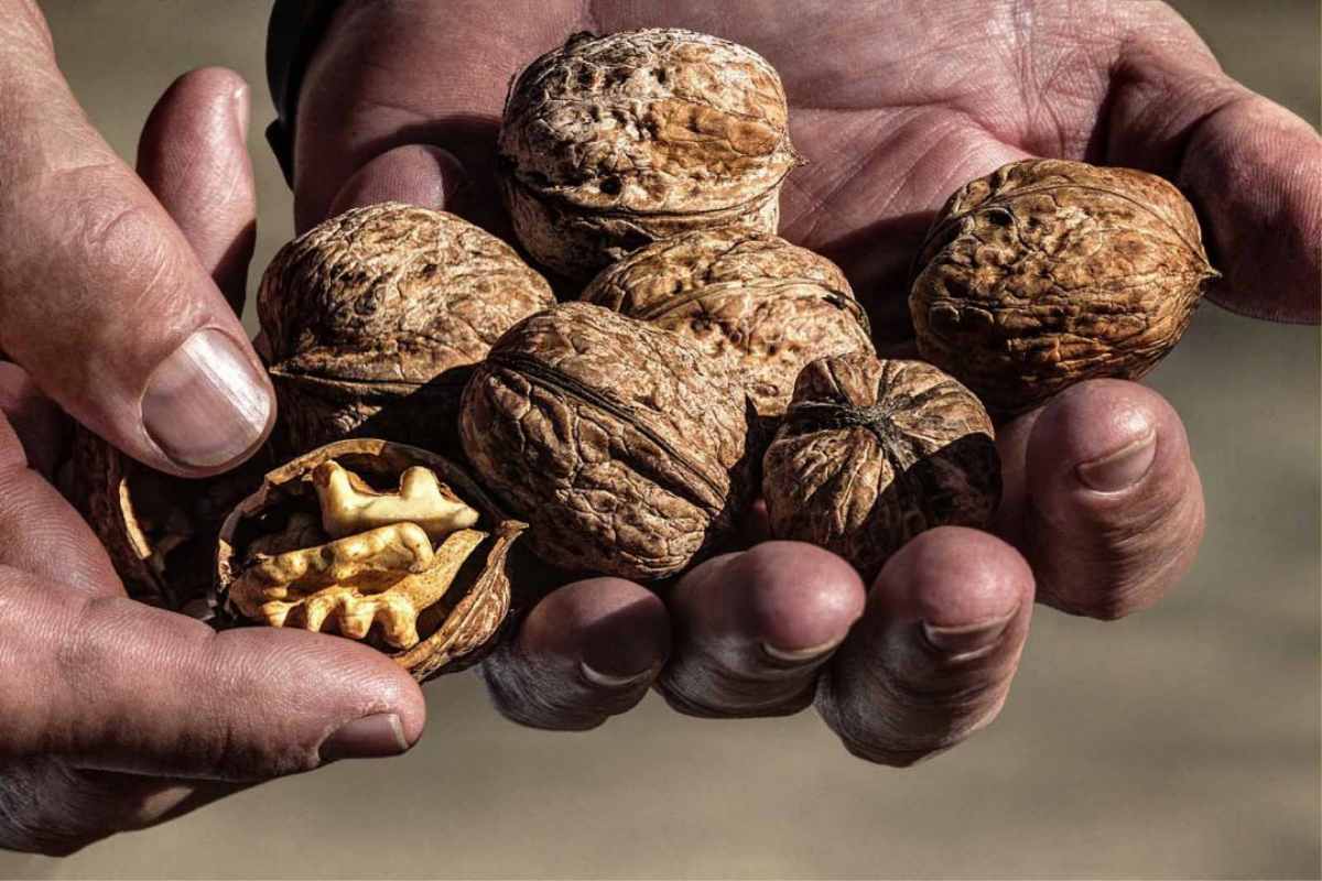 Nueces de Nerpio.