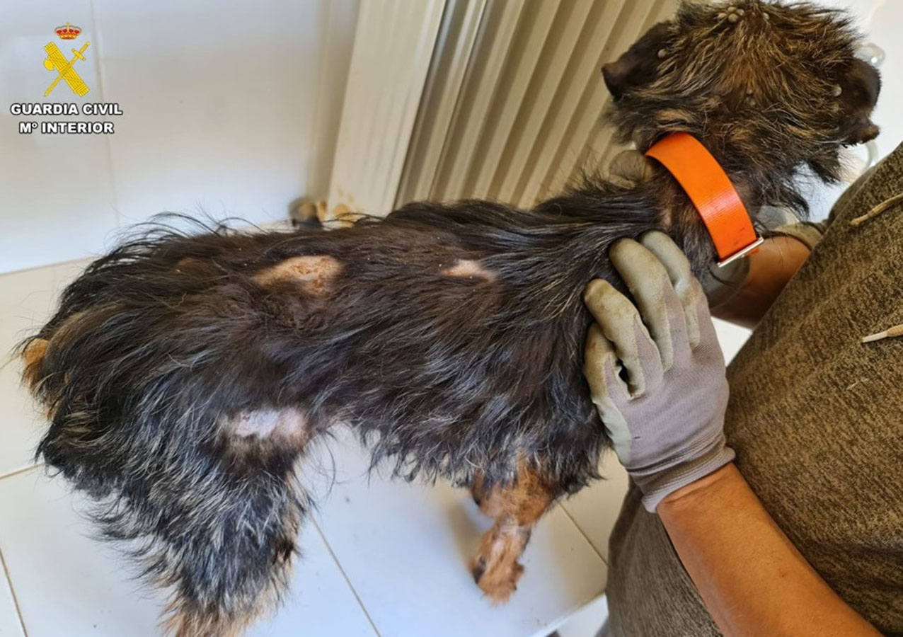 Uno de los dos perros abandonados en Villanueva de los Infantes (Ciudad Real).