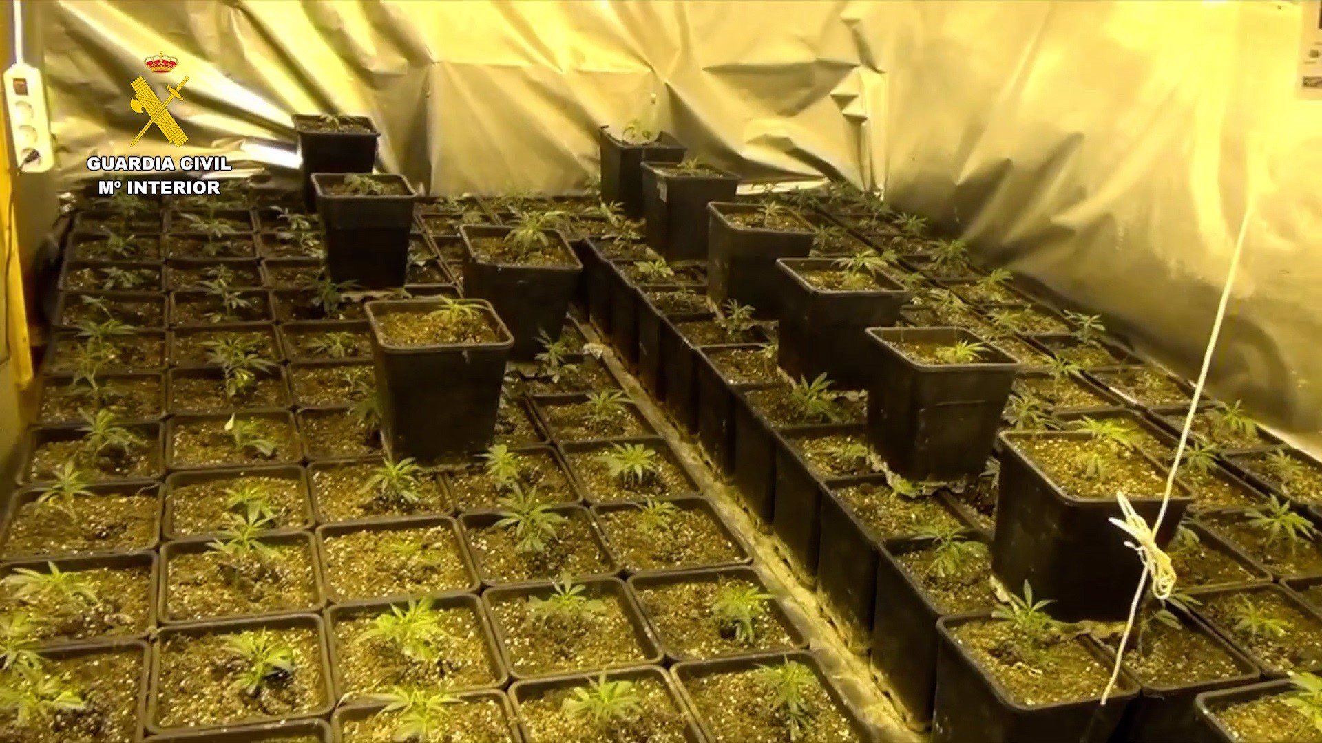 Intervenidas 1.579 plantas de marihuana y más de 15 kilos de cogollos en Bienservida, Albacete.