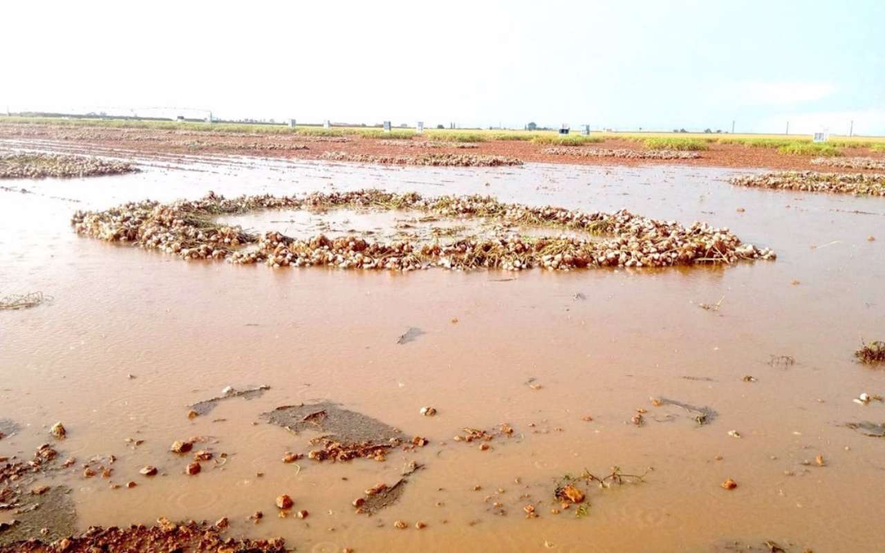 Un cultivo de ajos encharcado por una tormenta.