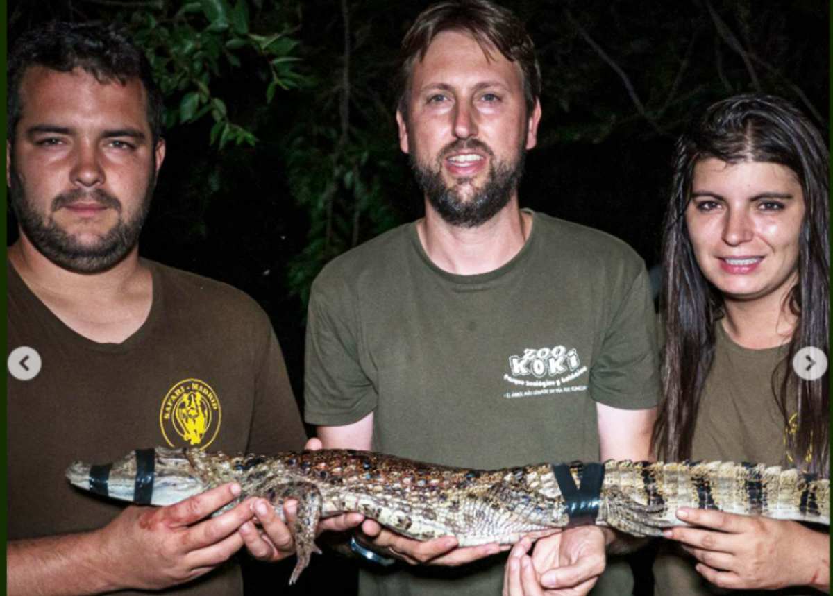 El caimán encontrado en Yunclillos (Toledo). Foto: ZOO Koki.