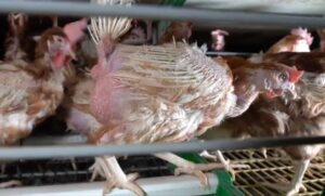 Aves de la macrogranja de Yebes en Guadalajara