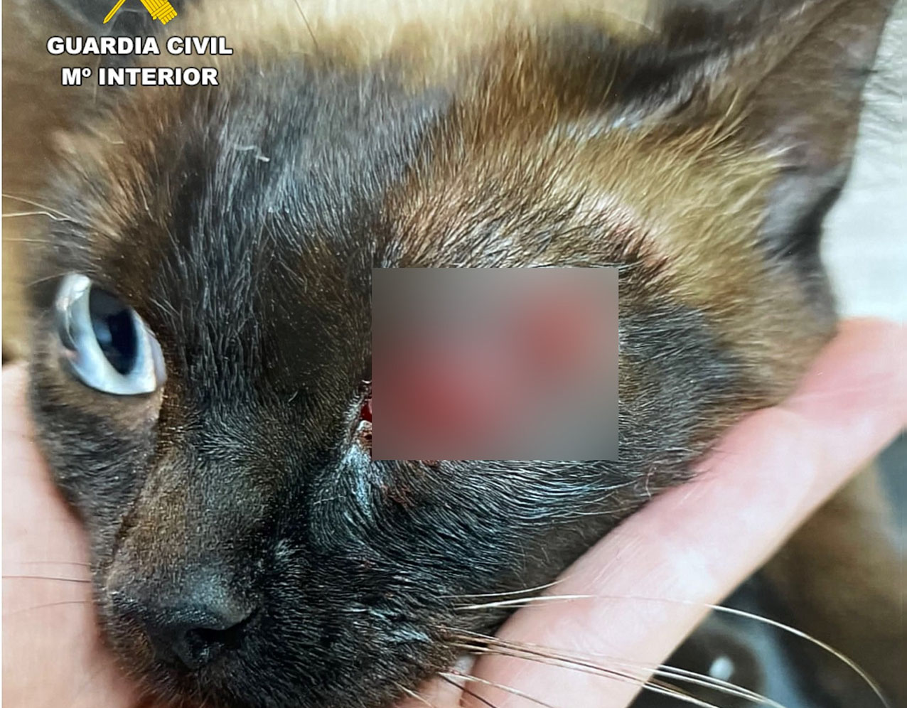 El gato recibió perdigonazos en ojo y cabeza.