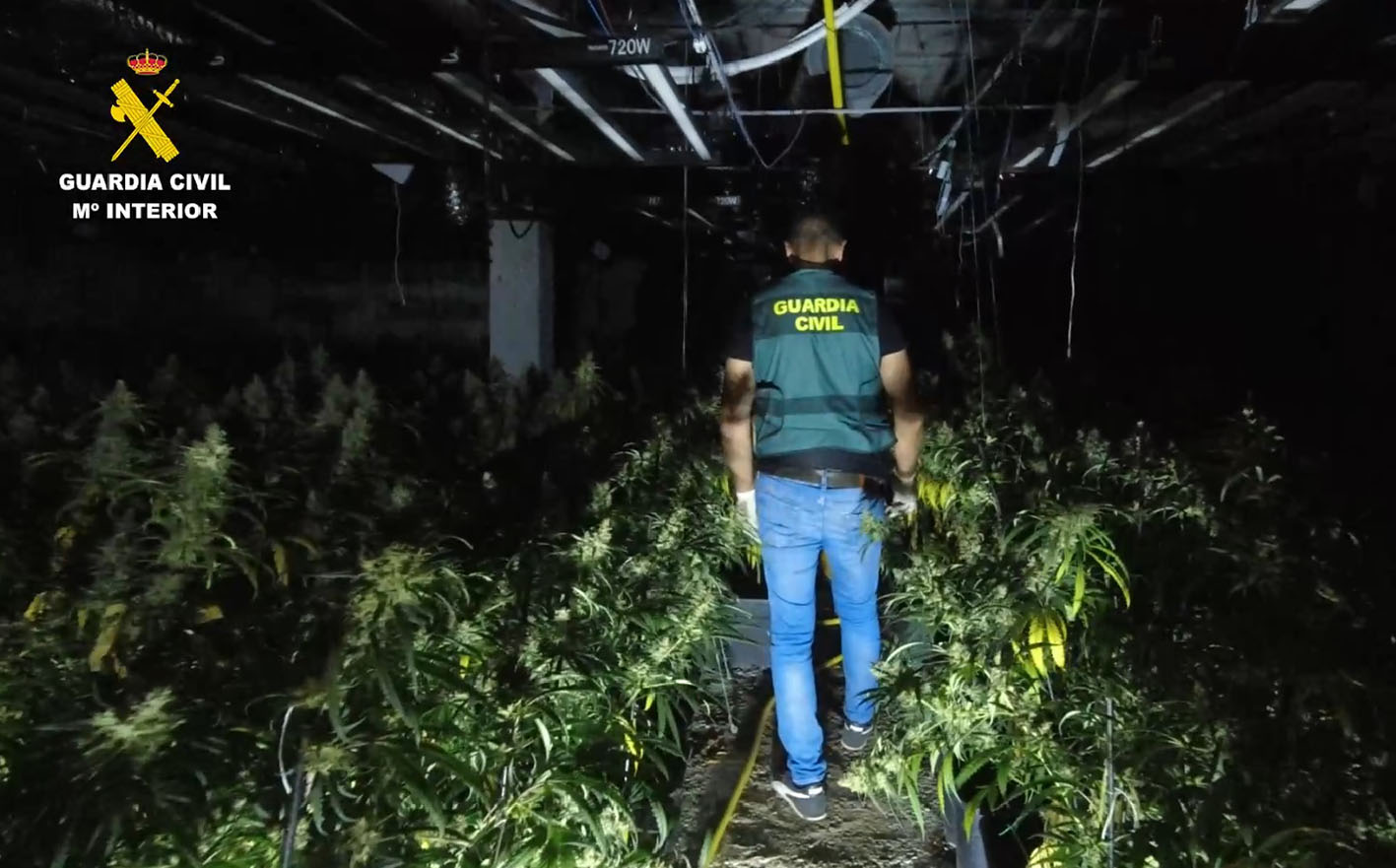 Nada menos que 3.000 plantas de marihuana se cultivaban en una nave de Alcolea del Pinar.