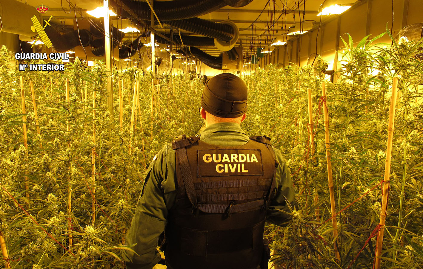 Plantación de marihuana en Chinchilla.