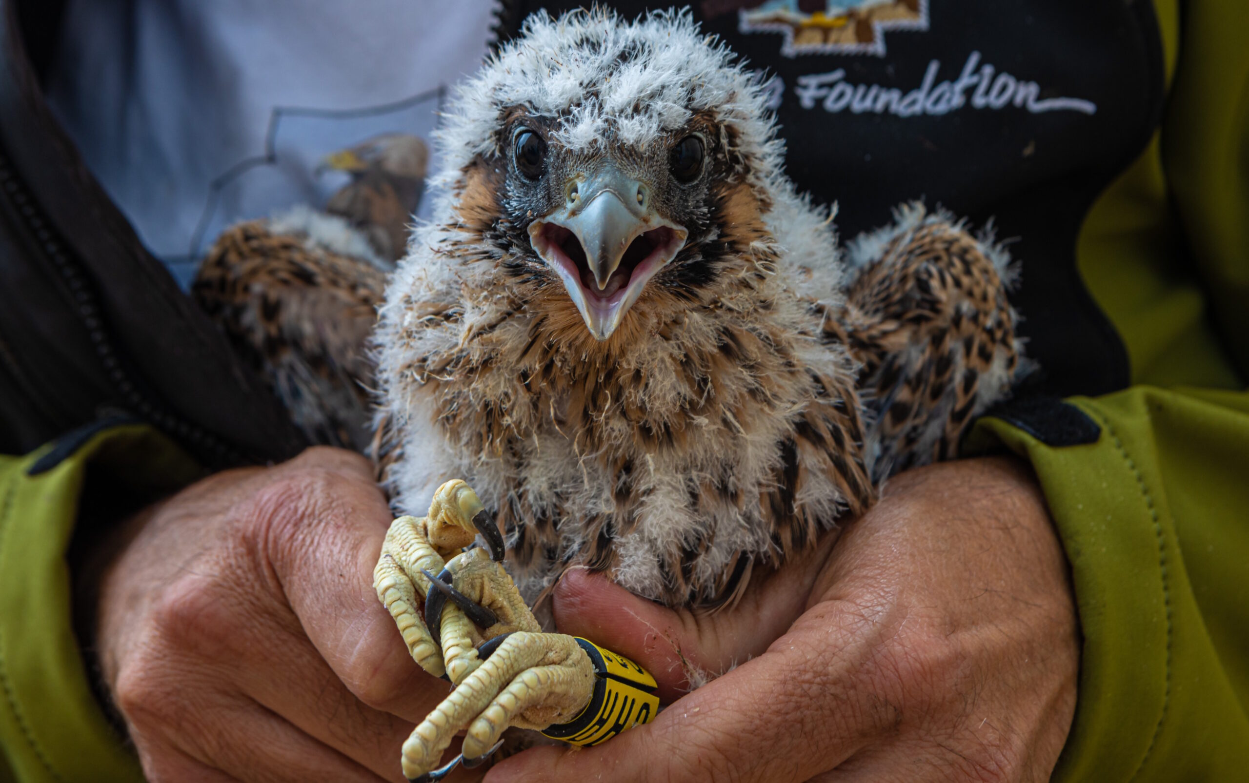 El Alcázar de Toledo es el hogar de tres pollos de halcón peregrino. EFE/Ángeles Visdómine