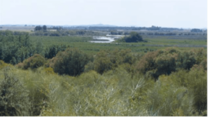 Tablas de Daimiel.