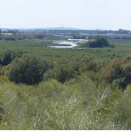 Tablas de Daimiel.