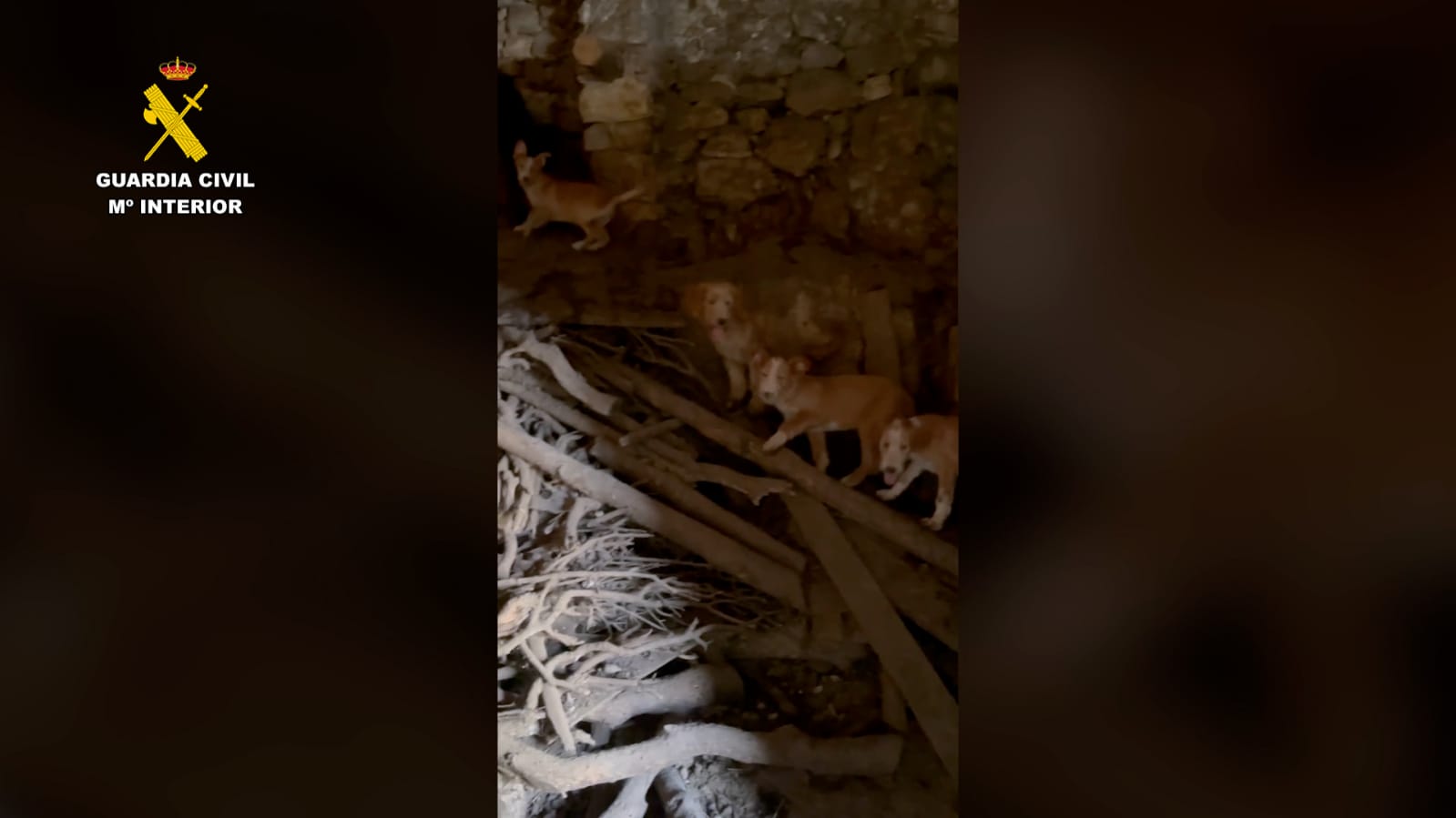 Perros hacinados en una leñera de Guadalajara