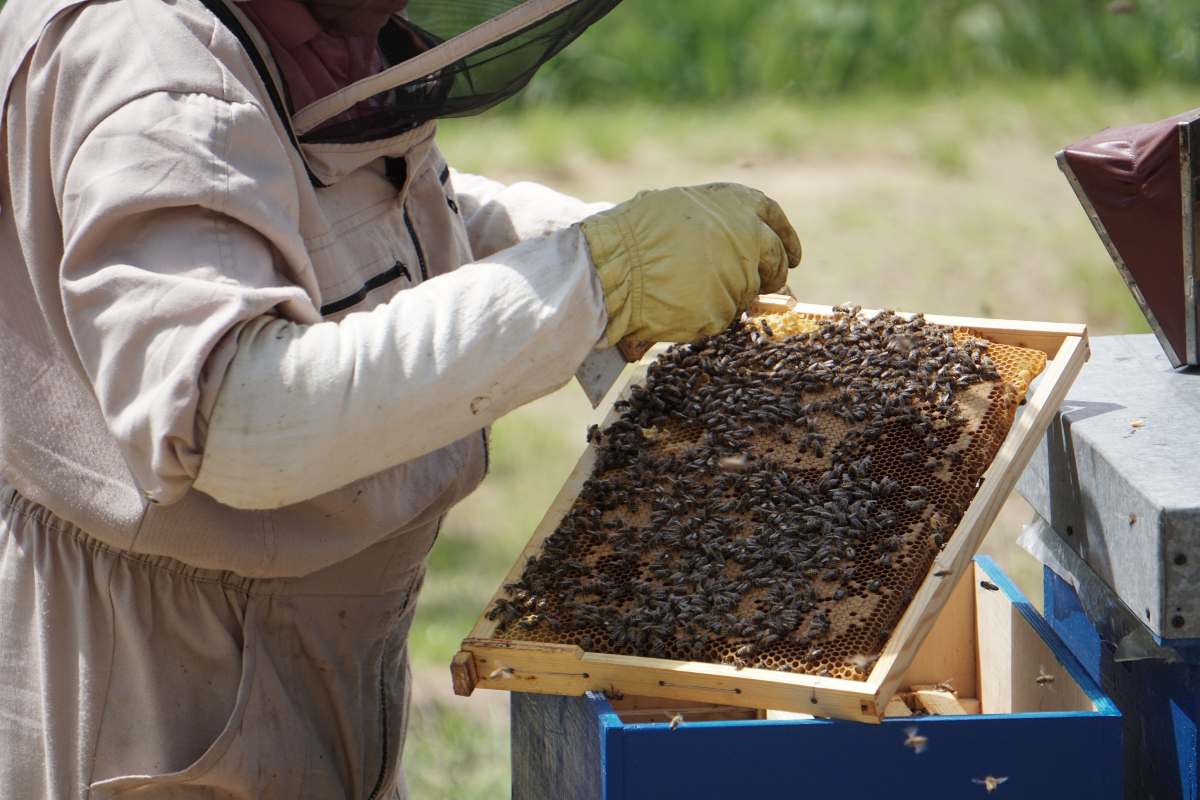 apicultura-abejas