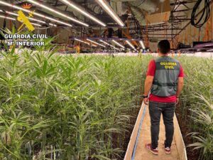 La Guardia Civil incauta más de 6.000 plantas de marihuana en Recas