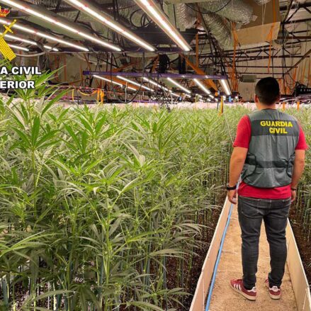 La Guardia Civil incauta más de 6.000 plantas de marihuana en Recas