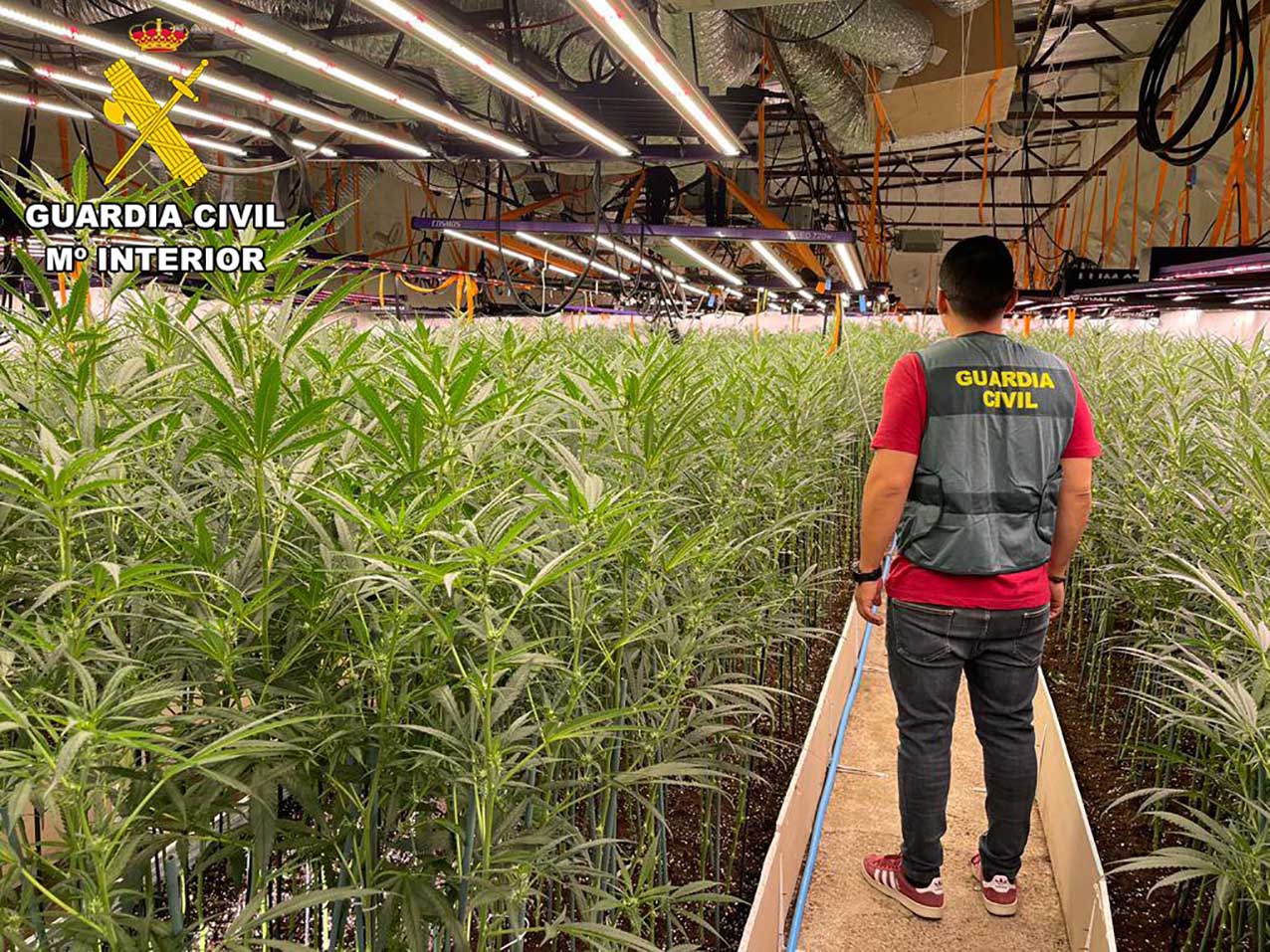 La Guardia Civil incauta más de 6.000 plantas de marihuana en Recas