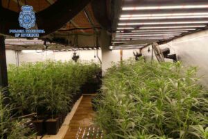 Imagen de uno de los cultivos de marihuana 'indoor' de Talavera.