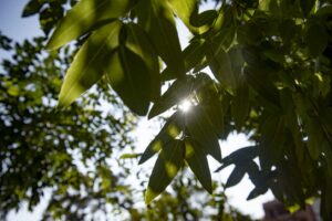 Sol arboles calor verano tiempo