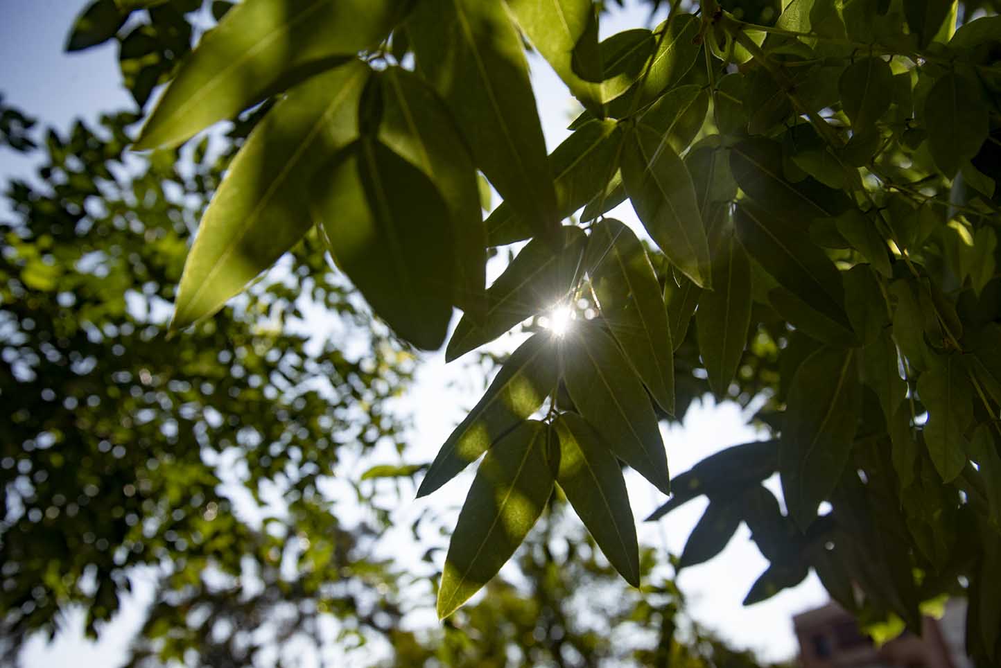 Sol arboles calor verano tiempo