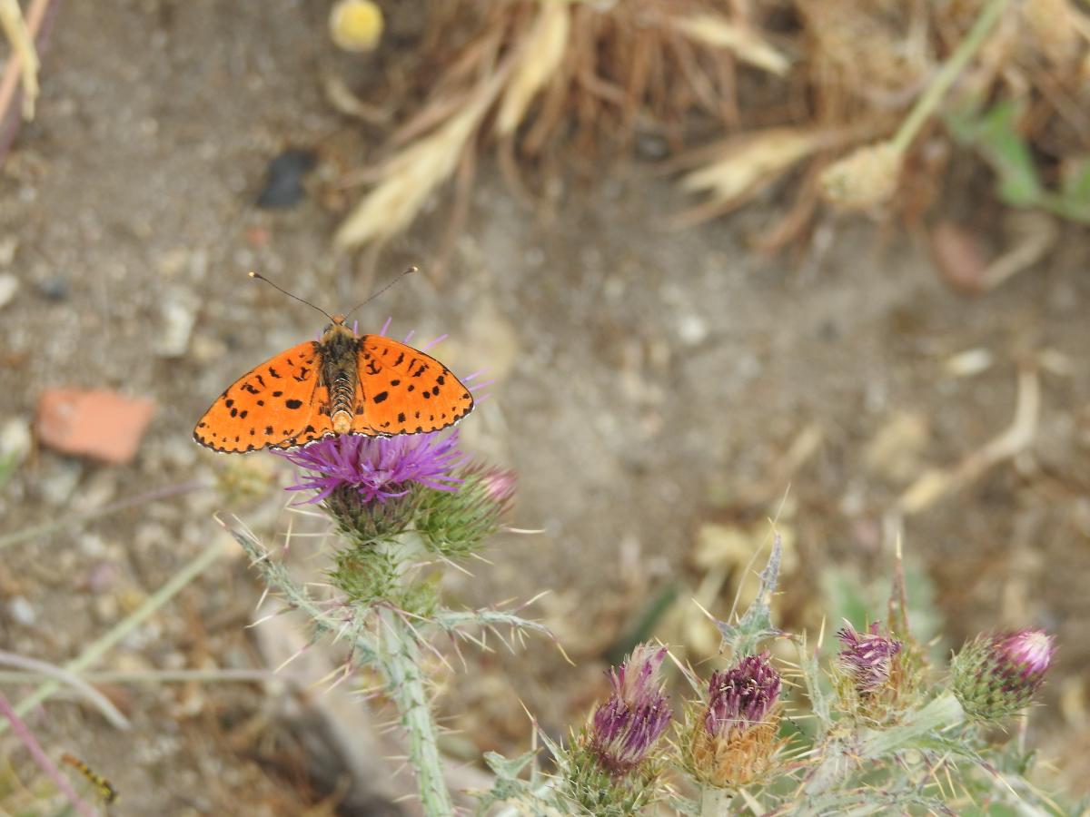 Mariposas